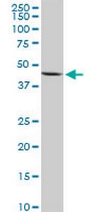 NOV Antibody in Western Blot (WB)