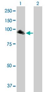 NPAS2 Antibody in Western Blot (WB)