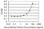 NPY1R Antibody in ELISA (ELISA)