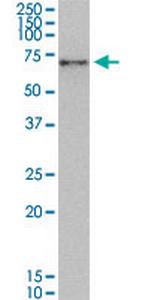 NRF1 Antibody in Western Blot (WB)