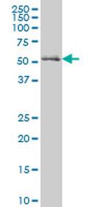 NRF1 Antibody in Western Blot (WB)