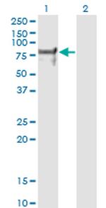 NRF1 Antibody in Western Blot (WB)