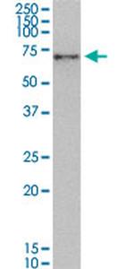 NRF1 Antibody in Western Blot (WB)