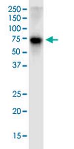 NRF1 Antibody in Western Blot (WB)