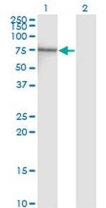 NRF1 Antibody in Western Blot (WB)