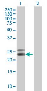 NTF5 Antibody in Western Blot (WB)