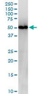 NUCB2 Antibody in Western Blot (WB)