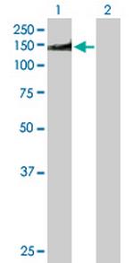 NUMA1 Antibody in Western Blot (WB)