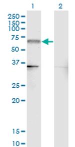 NR4A2 Antibody in Western Blot (WB)