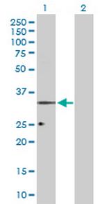 OPRL1 Antibody in Western Blot (WB)