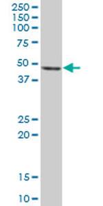 PA2G4 Antibody in Western Blot (WB)