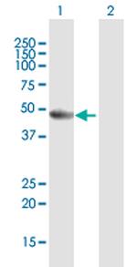 PA2G4 Antibody in Western Blot (WB)