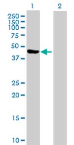 PA2G4 Antibody in Western Blot (WB)