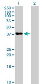 PAFAH2 Antibody in Western Blot (WB)