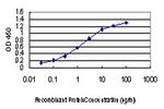 PAK1 Antibody in ELISA (ELISA)