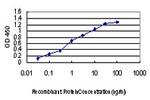 PAK1 Antibody in ELISA (ELISA)