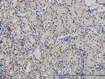 PAX7 Antibody in Immunohistochemistry (Paraffin) (IHC (P))