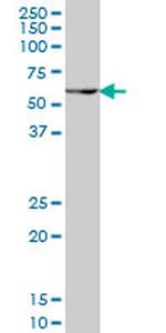 PAX7 Antibody in Western Blot (WB)