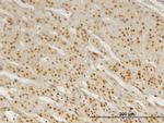 PBX3 Antibody in Immunohistochemistry (Paraffin) (IHC (P))