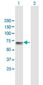 PCK1 Antibody in Western Blot (WB)