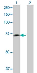 PCK1 Antibody in Western Blot (WB)