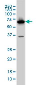 PCK1 Antibody in Western Blot (WB)