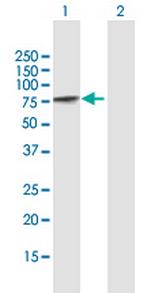 PCM1 Antibody in Western Blot (WB)