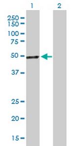 PCOLCE Antibody in Western Blot (WB)