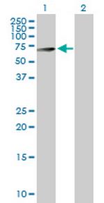 PCTK1 Antibody in Western Blot (WB)