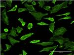 PCTK1 Antibody in Immunocytochemistry (ICC/IF)