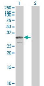 PDGFB Antibody in Western Blot (WB)