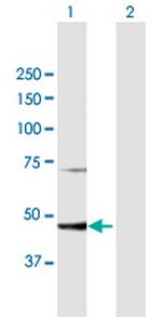 PGD Antibody in Western Blot (WB)