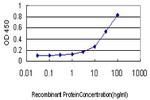 PHKG1 Antibody in ELISA (ELISA)