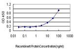 PHKG1 Antibody in ELISA (ELISA)