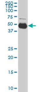 SERPINI1 Antibody in Western Blot (WB)