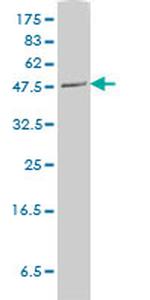 PLTP Antibody in Western Blot (WB)