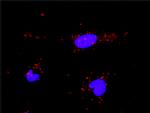 PML Antibody in Proximity Ligation Assay (PLA) (PLA)