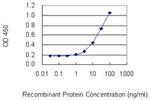 POLRMT Antibody in ELISA (ELISA)