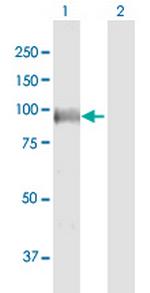 POU2F1 Antibody in Western Blot (WB)