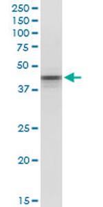 POU5F1 Antibody in Western Blot (WB)