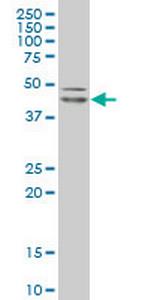 POU5F1 Antibody in Western Blot (WB)