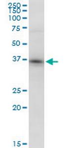 PPID Antibody in Western Blot (WB)