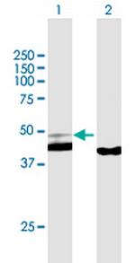 PPID Antibody in Western Blot (WB)