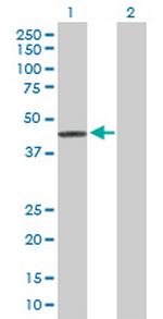 PPID Antibody in Western Blot (WB)