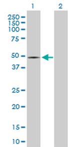 PPOX Antibody in Western Blot (WB)