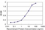 PPOX Antibody in ELISA (ELISA)