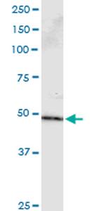 PPP2R2B Antibody in Immunoprecipitation (IP)