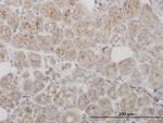 PPT1 Antibody in Immunohistochemistry (Paraffin) (IHC (P))