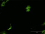 PRKDC Antibody in Immunocytochemistry (ICC/IF)