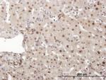 PRKDC Antibody in Immunohistochemistry (Paraffin) (IHC (P))